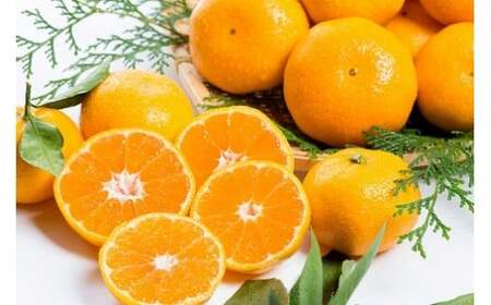 潮風の贈り物　みかん ５kg　みかん ミカン 蜜柑 たらみかん 太良みかん 温州みかん 完熟みかん 甘熟 柑橘 国産 佐賀県産 太良町 こだわり 有機栽培 産地直送 贈答品 詰め合わせ 極甘 L19x