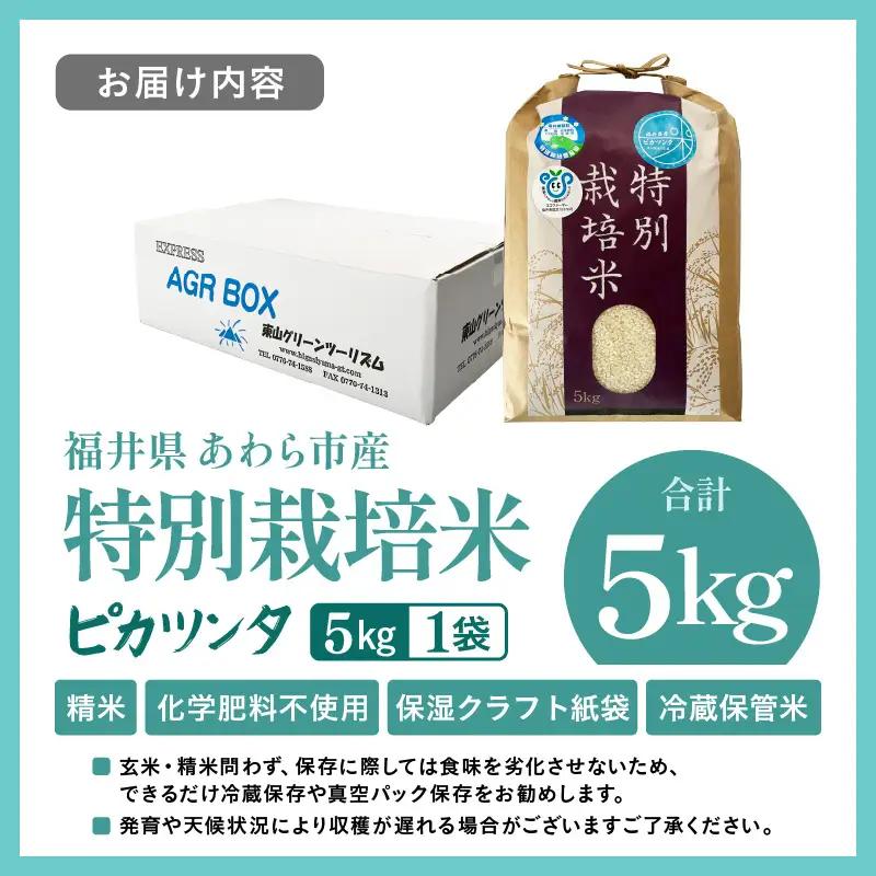 【令和7年産】化学肥料不使用 特別栽培米 ピカツンタ 精米 5kg / 白米 米 福井県あわら市産 美味しい 特別栽培米 減農薬 安心な米 旨味 甘み もっちり 冷蔵保管米 [aw010-a033]
