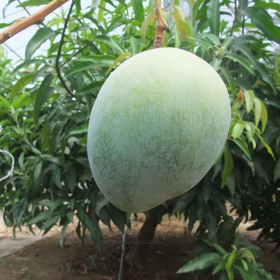 【2026年9月から順次発送・家庭用】山城フルーツ園の幻キーツマンゴー1.5kg(2～3玉)【配送不可地域：離島】