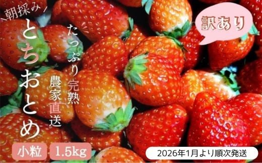 
                  【2026年1月より発送】いちご専門農家直送！朝摘み収穫したて小粒完熟とちおとめ 1.5kg・3kg ジャム用におススメ！ ／ いちご 苺 イチゴ とちおとめ 完熟 果物 フルーツ 予約 先行予約 茨城 茨城県 利根町
                