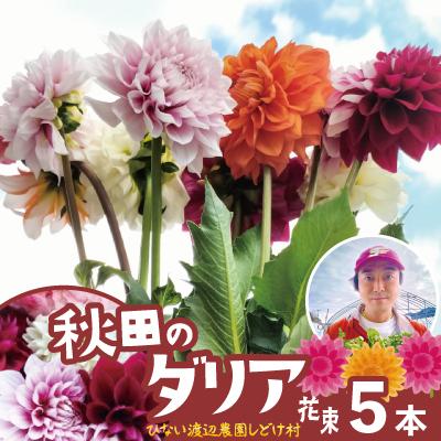 ふるさと納税 大館市 新鮮!綺麗!秋田のダリア〈5本花束〉
