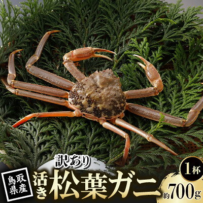 【ふるさと納税】【先行予約】鳥取県産 訳あり 活 松葉がに 700g×1杯(中村商店)2026年11月発送【配送不可地域：離島・北海道・沖縄県・東北・信越、北陸】【1779407】