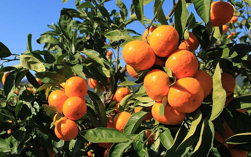 <テレビで紹介されました> みかん 金山パイロットファーム 温州みかん 10㎏ (早生) みかん ミカン 温州みかん 早生みかん 早生温州 フルーツ 果物 くだもの 柑橘 産地直送 数量限定 人気 国