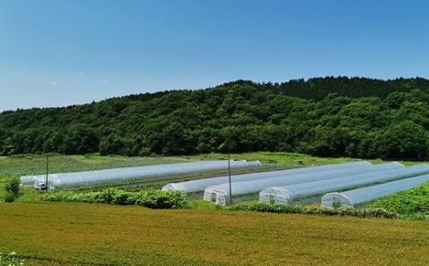 たっぷりお届け！北海道栗山町東山農場産キングメロン8kg