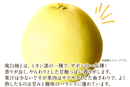 森田果樹園の晩白柚 1玉 森田果樹園《11月下旬-2月末頃出荷予定》果物 フルーツ サボン 熊本