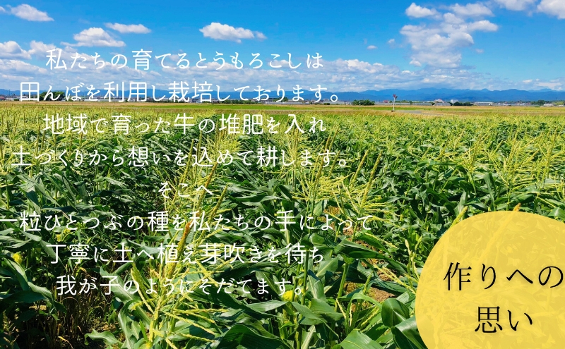 【先行予約】数量限定！リピーター続出！！とうもろこし★甘々娘★  おすすめ コーン トウモロコシ かんかんむすめ 採れたて 新鮮 野菜 健康 ヘルシー 人気 厳選 袋井市 フルーツコーン 静岡県