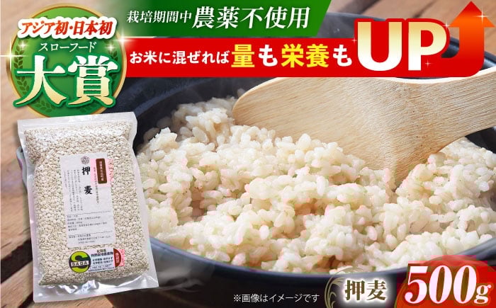 
                  【栽培期間中農薬不使用】押麦 500g＜1等麦使用＞江北町産 サチホゴールデン【葦農】[HAJ011] 雑穀 雑穀米
                