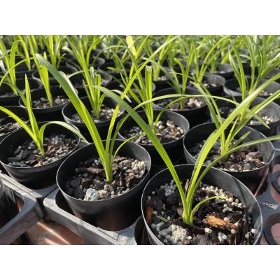 ふるさと納税 越知町 洋らん シンビジューム「切り花ミックス」(中) |  | 02