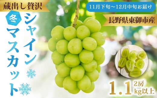 蔵出し！贅沢シャインマスカット2房（1.1kg以上）【Ruga grape farm】｜冬のシャインマスカット 長野県 東御市 信州