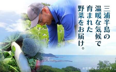 【全3回定期便】よこすか野菜セット すかなボックス／野菜 旬 セット  【JAよこすか葉山】[ASCB002]