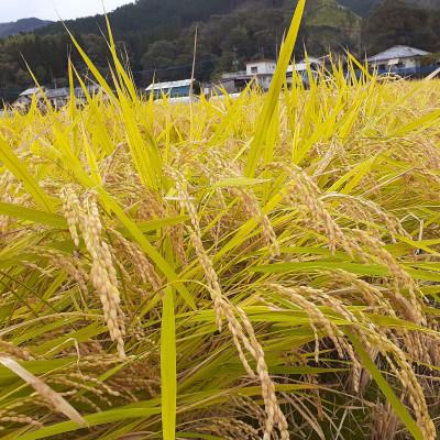 ふるさと納税 小林市 令和7年産新米【須木米】精米 計10kg |  | 01