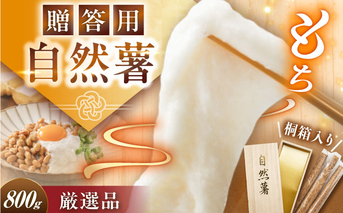 【贈答用】高級自然薯 桐箱入（800g）/ 自然薯 じねんじょ 贈答 / 恵那市 / 水戸屋 [AUFZ008]