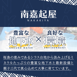 【0105706a】＜おためし＞大隅産鰻の特上冷凍弁当(冷凍品)(1食分・計340g) うなぎ 高級 ウナギ 鰻 うなぎの蒲焼 蒲焼 国産 ごはん ご飯 お米 おかず 鹿児島 ふるさと レンチン 電子