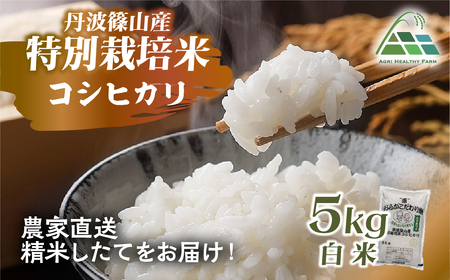 【令和7年産】丹波篠山産 特別栽培 コシヒカリ (白米 5kg) 特別栽培米 減農薬栽培  BE01