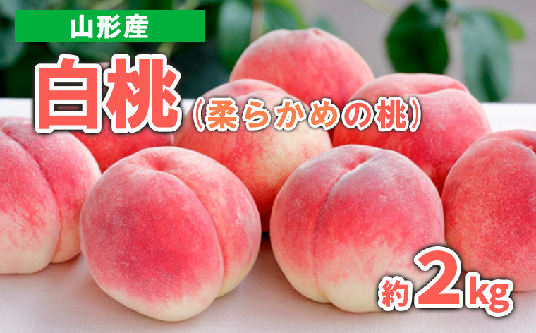 
            山形産 白桃 (柔らかめの桃)　約2kg 秀品 【令和7年産先行予約】FS23-717 くだもの 果物 フルーツ 山形 山形県 山形市 2025年産
          
