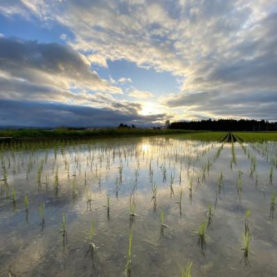 ふるさと納税 新庄市 至福のササニシキ(精米)3kg |  | 01