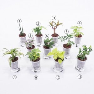 ウォータリウム　ビーカーM　ハイドロコーン植え3個セット【オススメの観葉植物でお届け】【1604658】