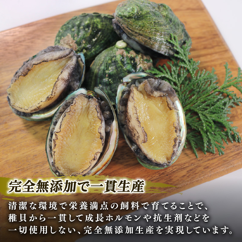 燻製あわび 40g×3個  鮑 アワビ 刺身 冷凍 翡翠あわび 翡翠鮑 個包装 国産 海鮮 無添加 養殖 小分け 肉厚 燻製 おつまみ [hisui005]