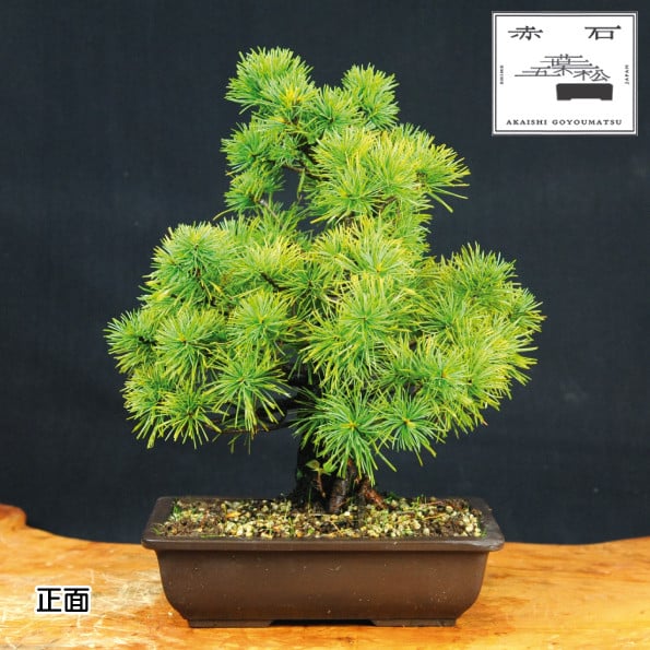 
赤石の泉 赤石五葉松（鉢植え） E-12
