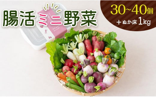 
［産地直送］腸活ミニ野菜＋ぬか床1kg【C322】
