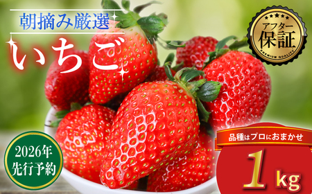 【2026年2月より発送】　先行予約 品種おまかせいちご 1000g 苺 いちご いちご いちご いちご いちご