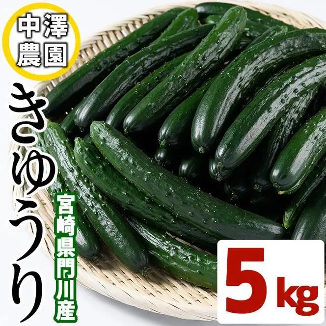 宮崎県産きゅうり(5kg)野菜 冷蔵 【NS-1】【中澤農園】