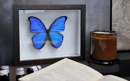 昆虫標本箱（ドイツ箱） モルフォ蝶 1頭入 ／ 標本箱 箱 ケース 標本 蝶 蝶々 インテリア オブジェ