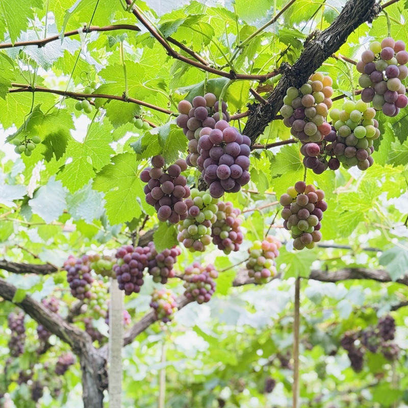 ぶどう 2026年 先行予約 農家こだわりの シャイン マスカット ＆ オーロラブラック 2房 合計約1.2kg 贈答クラス 葡萄 岡山県産 国産 フルーツ 果物 ギフト 【 Nini farm 農家