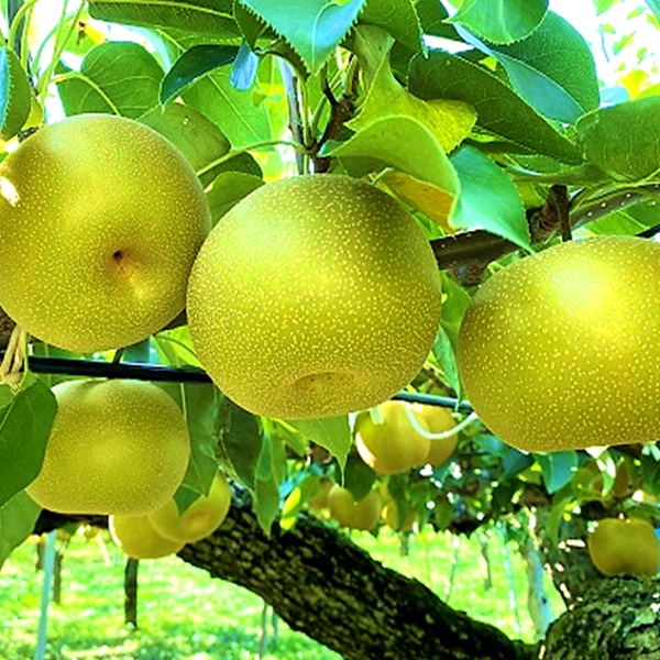 食の都庄内　庄内の和梨【秀玉or南水】約5kg※9月中旬ごろより順次配送 [HS4-227(庄内旬青果)] 【秀玉or南水】約5kg