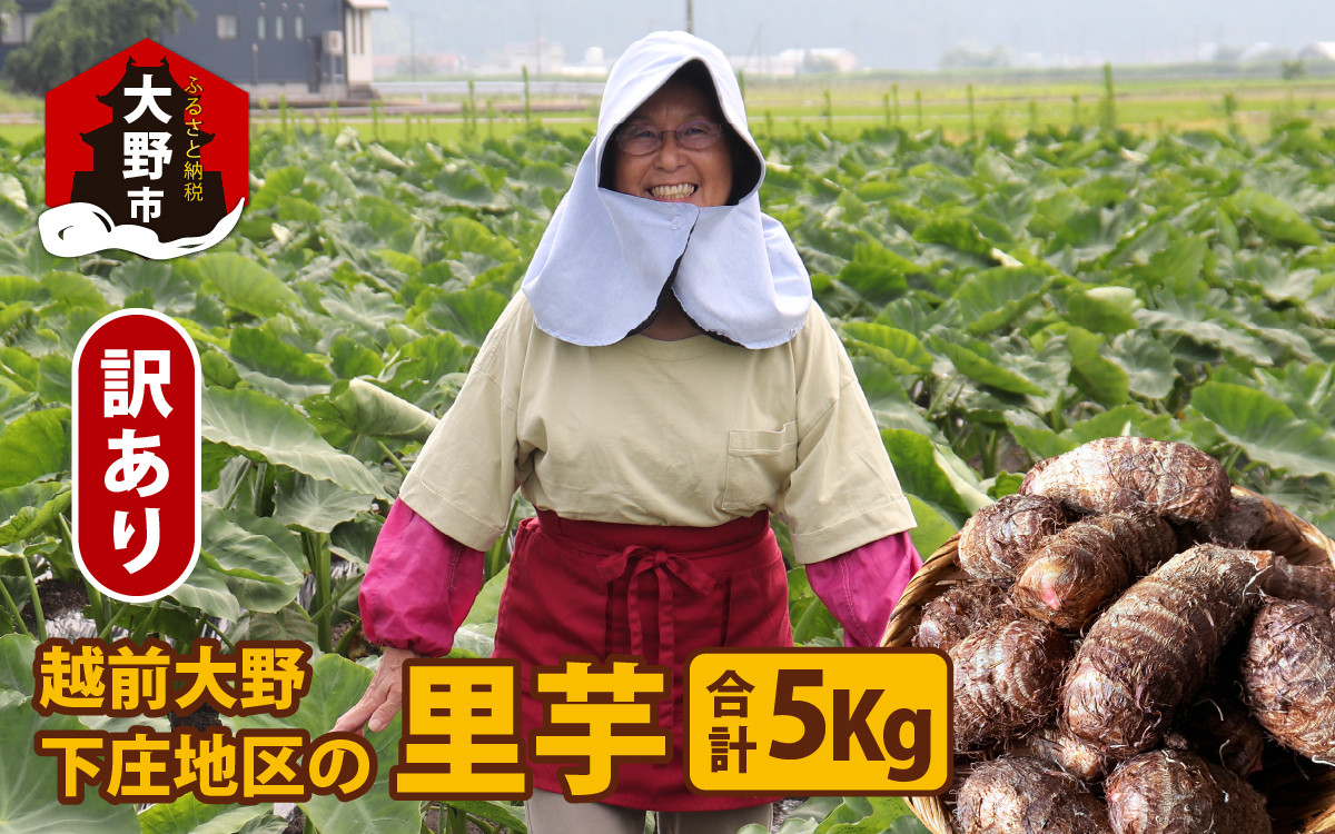 
            【先行予約】【年内発送】【訳あり】越前大野下庄地区の里芋 5kg 無選別 M～LLサイズ
          