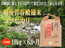 【ふるさと納税】 定期便 令和6年産 新潟県産 越後菅谷殿様米 10kg×6ヵ月【 新潟県 新潟産 新発田産 米 コシヒカリ 特別栽培米 越後菅谷米販売 10kg 6ヵ月 定期便 殿様 数量限定 】D17_01