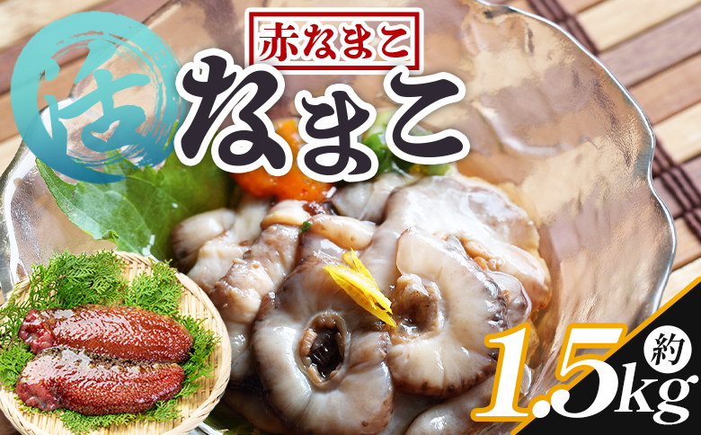 活ナマコ 1.5kg - 国産 産地直送 赤なまこ なまこ ナマコ 海鼠 海産物 海鮮 魚介類 刺身 刺し身 炒め物 塩辛 このわた えび蔵 高知県 香南市 冷蔵 赤ナマコ eb-0013
