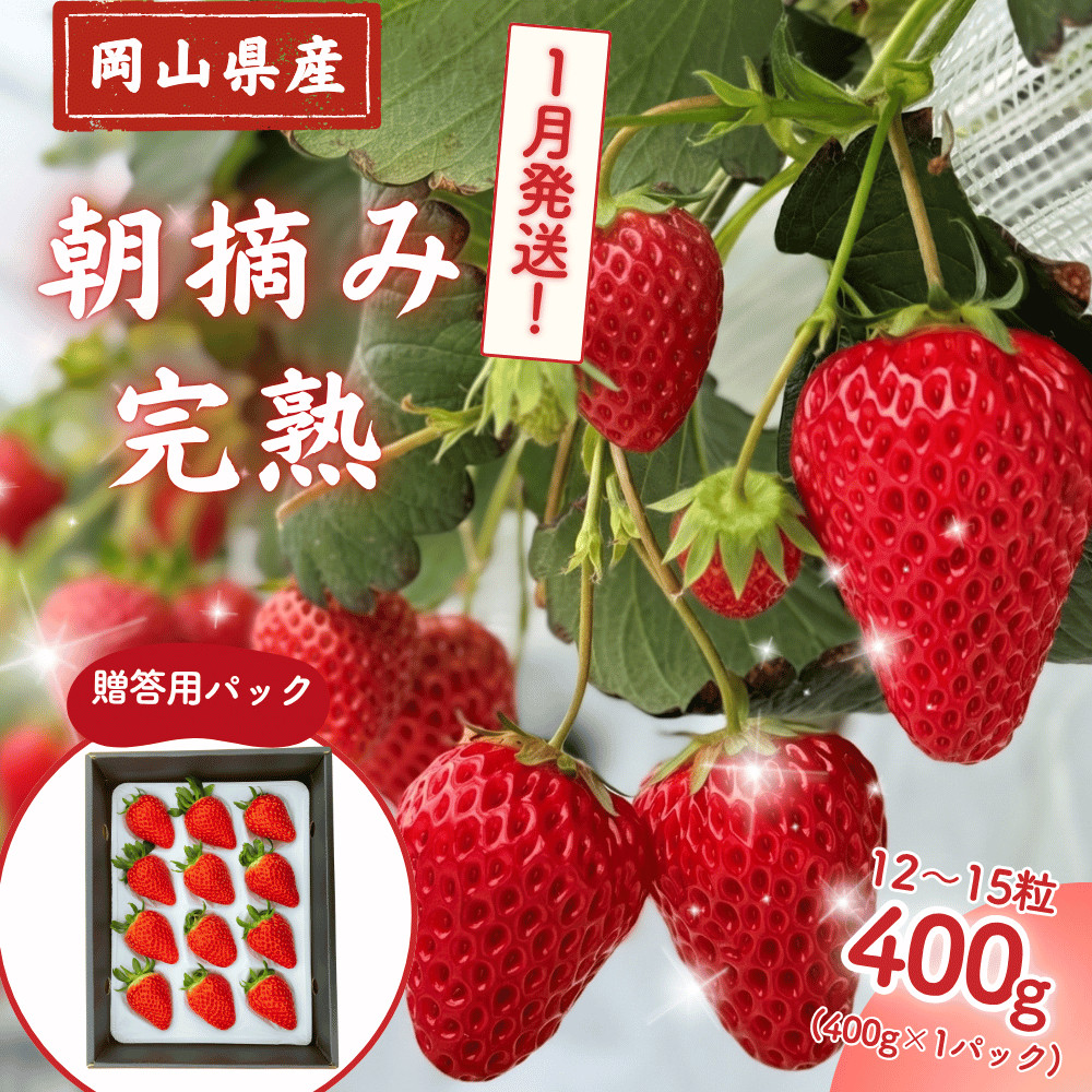 【2027年1月発送】 完熟・朝摘みいちご 贈答用 400g｜糖度12度以上・専用個包装 M-FI-A38A 【2027年1月発送】贈答用400g/寄附金額11,000円