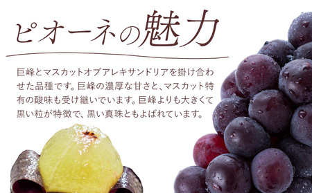 白桃 ぶどう 詰合せ 桃茂実苑【配送不可地域あり】 