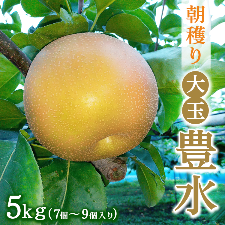朝穫り 大玉【豊水】5kg 7個～9個入り【9月15日受付終了】 梨 なし フルーツ 果物 数量限定 ※2025年9月上旬～9月下旬頃に順次発送予定 ※離島・沖縄への配送不可