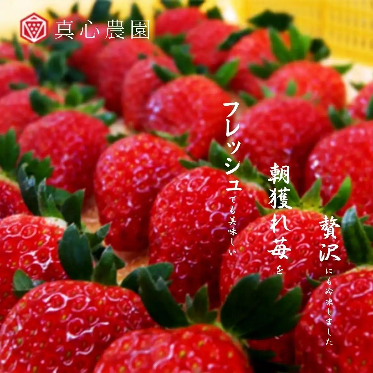 冷凍いちご とちおとめ 1kg 1袋 冷凍いちご