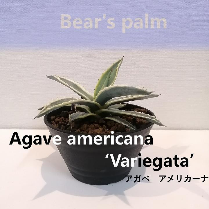 
アガベアメリカーナ　Agave americana Variegata_栃木県大田原市生産品_Bear‘s palm
