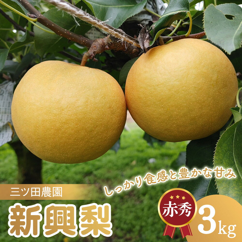 【ふるさと納税】梨 新興梨 (赤秀)3kg 三ツ田農園 10月頃お届け | 梨 新興梨 なし 鳥取県 梨 3kg おすすめ おいしい 果物 くだもの フルーツ