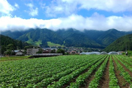 《先行予約》トマト ひだかみ流葉　コクと旨味の有機大玉トマト 有機JAS認定 合計約3kg[Q634x] syun10