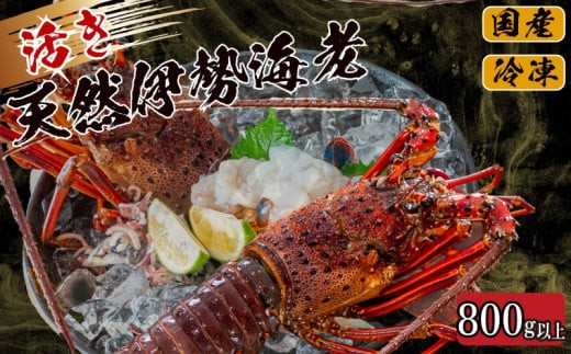 
                  活き 伊勢海老 600g ~ 1.6kg 以上 （ 1尾 から 4尾 ） 吉岡 ( サイズ混合 えび エビ いせえび 高級 鮮魚 イセエビ 海鮮 魚介 刺身 焼き物 汁物 ギフト 贈答 贈り物 祝い 歳暮 中元 高知 天然 海の幸 高知県 須崎市 )IKY029-2x-all
                