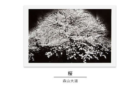 写真作品森山大道桜写真集光と影写真作品