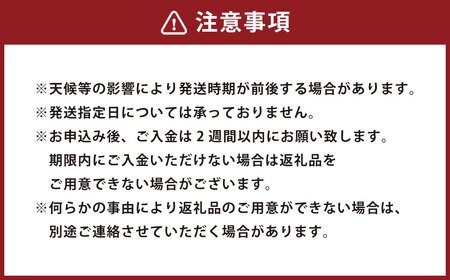 【中～大玉】自然栽培 土佐文旦 約10kg くだもの 果物 フルーツ 柑橘 岡垣町 【2026年3月上旬～4月下旬順次発送予定】