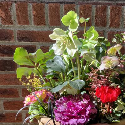 ふるさと納税 茅野市 蓼科高原バラクライングリッシュガーデン季節の寄植え(コンテナガーデン)C