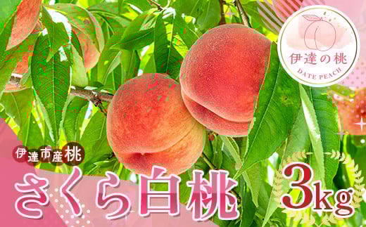 福島県産 さくら白桃 3kg 2025年9月上旬～2025年9月中旬発送 2025年出荷分 先行予約 予約 大玉 固め 白桃 伊達の桃 桃 もも モモ 果物 くだもの フルーツ 国産 食品 F20C-837
