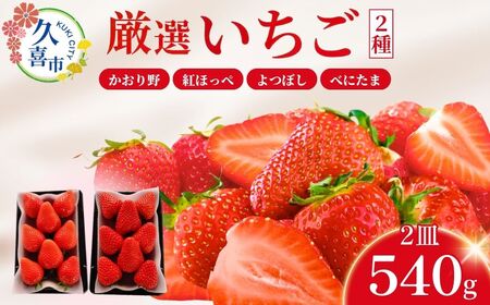 【先行予約】【期間限定 2月～5月まで】おまかせ 埼玉県産 いちご2種類セット 1箱(270g×2パック) (かおり野、紅ほっぺ、よつぼし、べにたまから2品種を選定)| 埼玉県 久喜市 イチゴ 苺 ストロベリー いちご 食べ比べ