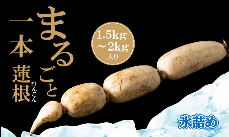 
            【先行予約】まるごと一本！氷詰めレンコン（1.5～2kg）新鮮な鮮度
          