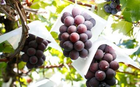 シャインマスカットと旬のぶどう 詰め合わせ 各1房 約900g［小布施屋］ 食べ比べ 果物 詰合せ セット フルーツ ぶどう 詰合せ 数量限定 長野県産 信州産 2種 くだもの フルーツセット おまか