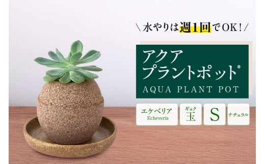 アクアプラントポット®　玉Ｓ 植木鉢エケベリア（2130）