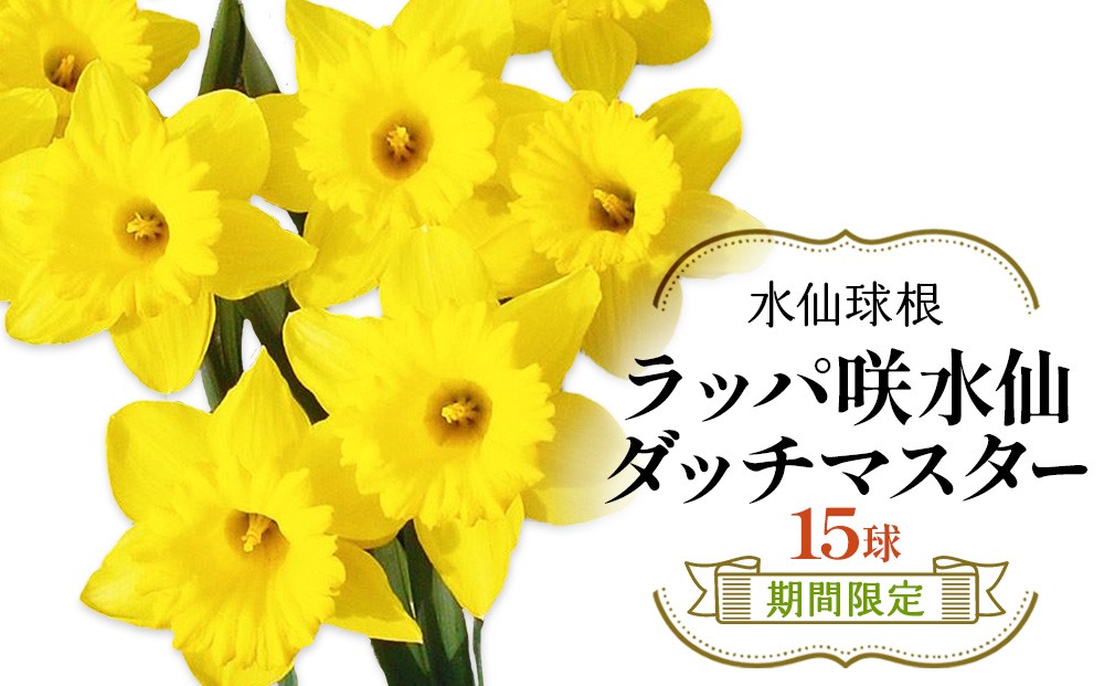 【期間限定】ユリ球根　水仙球根 ダッチマスター15球 球根 花 フラワー 園芸 ガーデニング 植物 高品質 送料無料