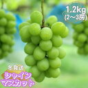 【ふるさと納税】山口県産　冬のシャインマスカット1.2Kg（2～3房） | フルーツ 果物 くだもの 食品 人気 おすすめ 送料無料